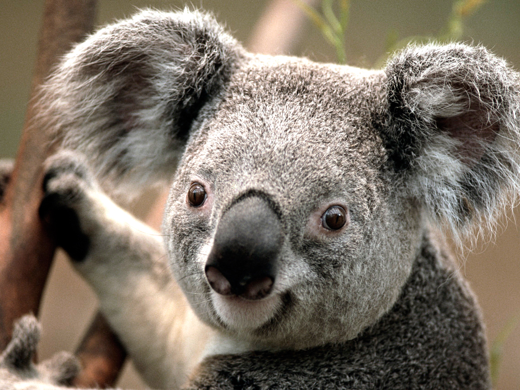 202208181202546989215_koala.jpg