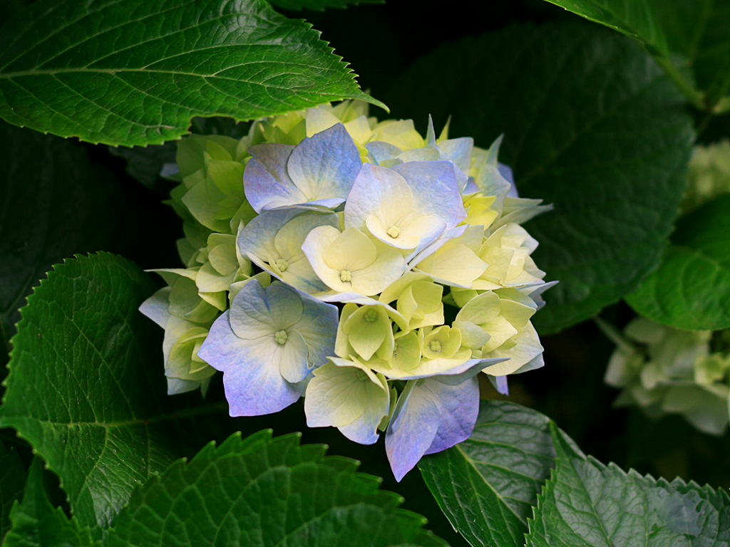 202206211553082397393_hydrangeas.jpg