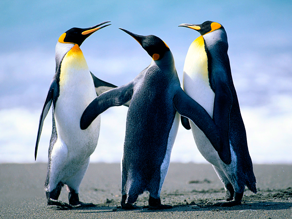 202206221152141189338_penguins.jpg
