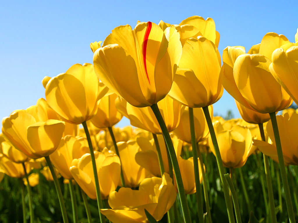 202208021458541870446_tulips.jpg